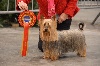  - BRUSSELS DOG SHOW