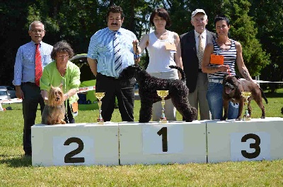 de l'Edenland - DADY DARK MOORE DE L'EDENLAND CHAMPION SUISSE DE BEAUTE 