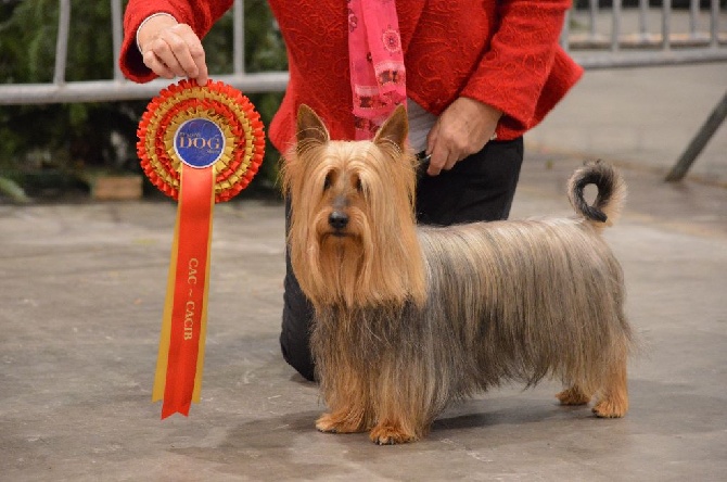 de l'Edenland - BRUSSELS DOG SHOW